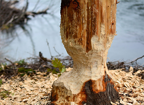 castor Pixabay copie