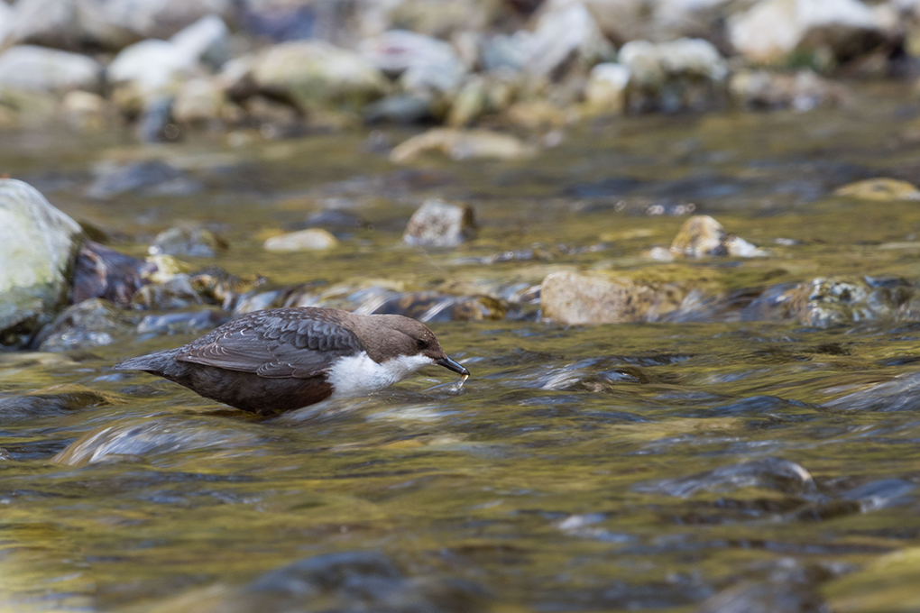 2026 06 Cingle CPN-Vanoise-Chloe Tardivet 1020